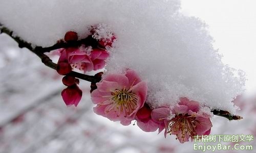 白雪(组诗)