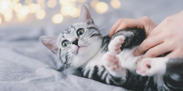 猫咪训练 养猫攻略 快速成长为养猫专家