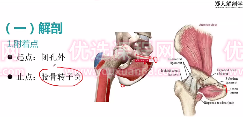 郑大解刨学【每日一肌全身肌肉疼痛讲解】
