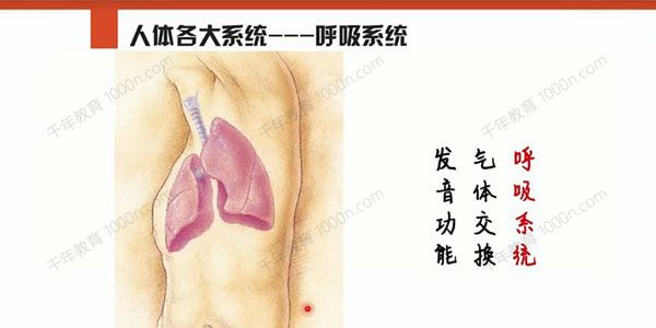 李哲老师《人体组织和结构》