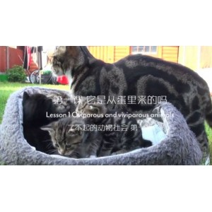 芝麻学社《了不起的动物社会》新升力双语动物课