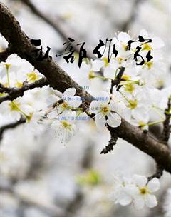 西部作家2017年4期