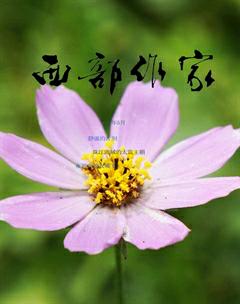 西部作家2017年5期