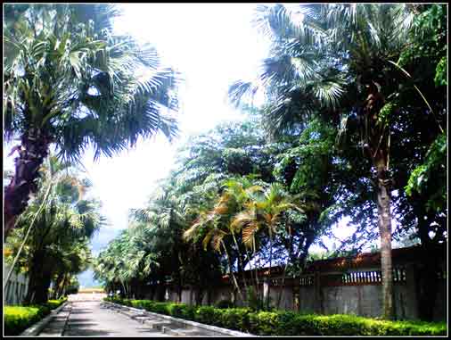 厂区道路
