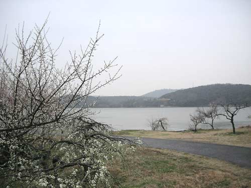 雪海香涛