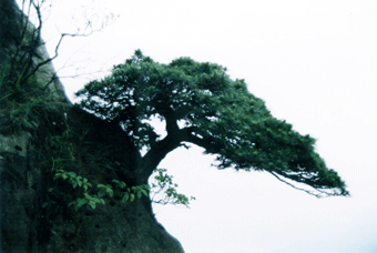 峭壁松