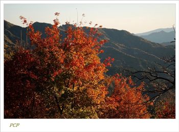 秋山