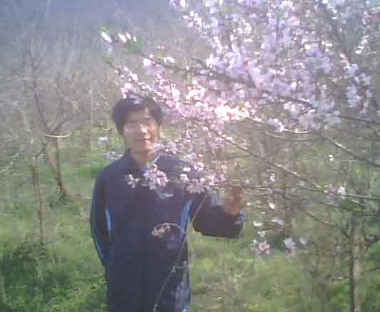 桃花开了