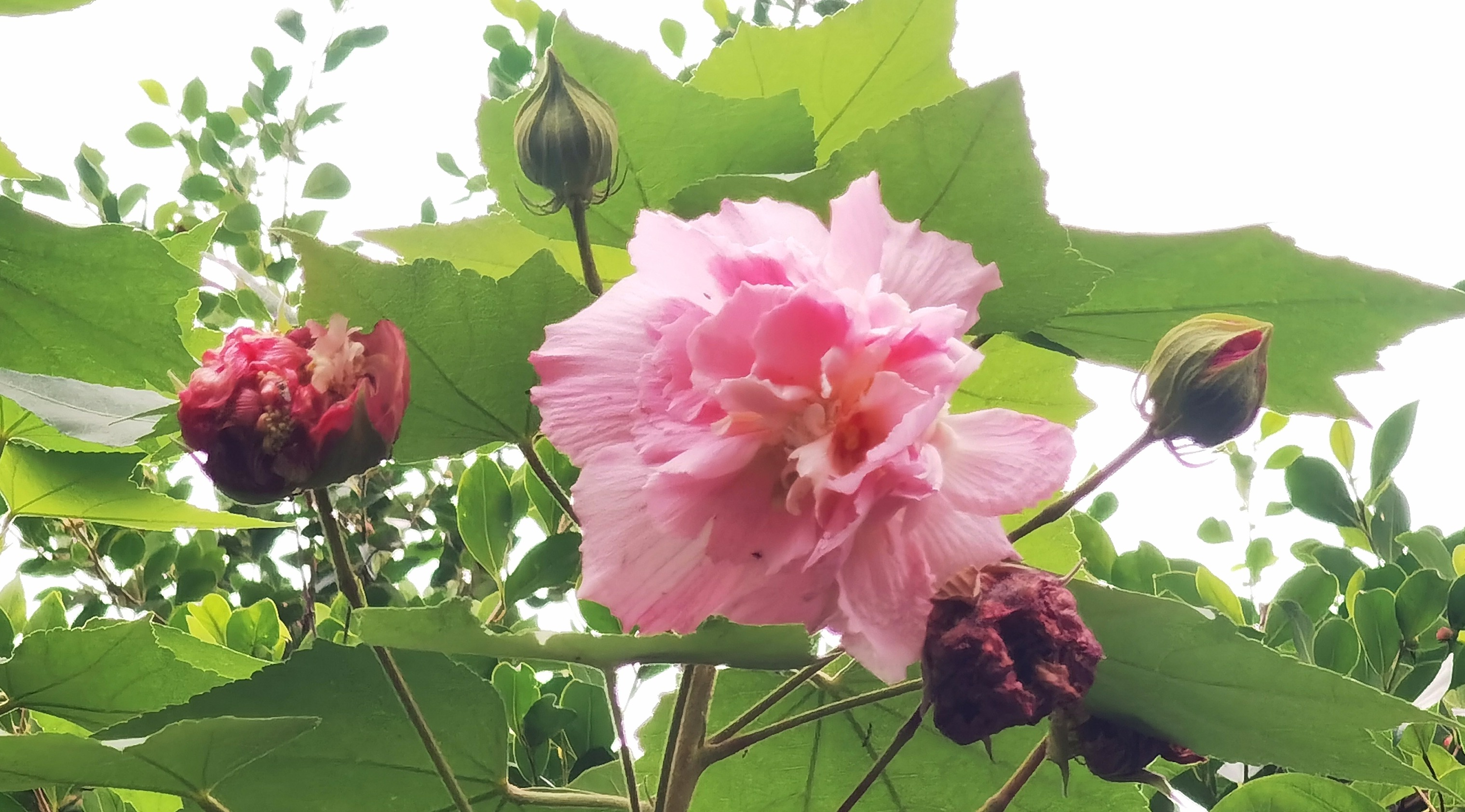 芙蓉花