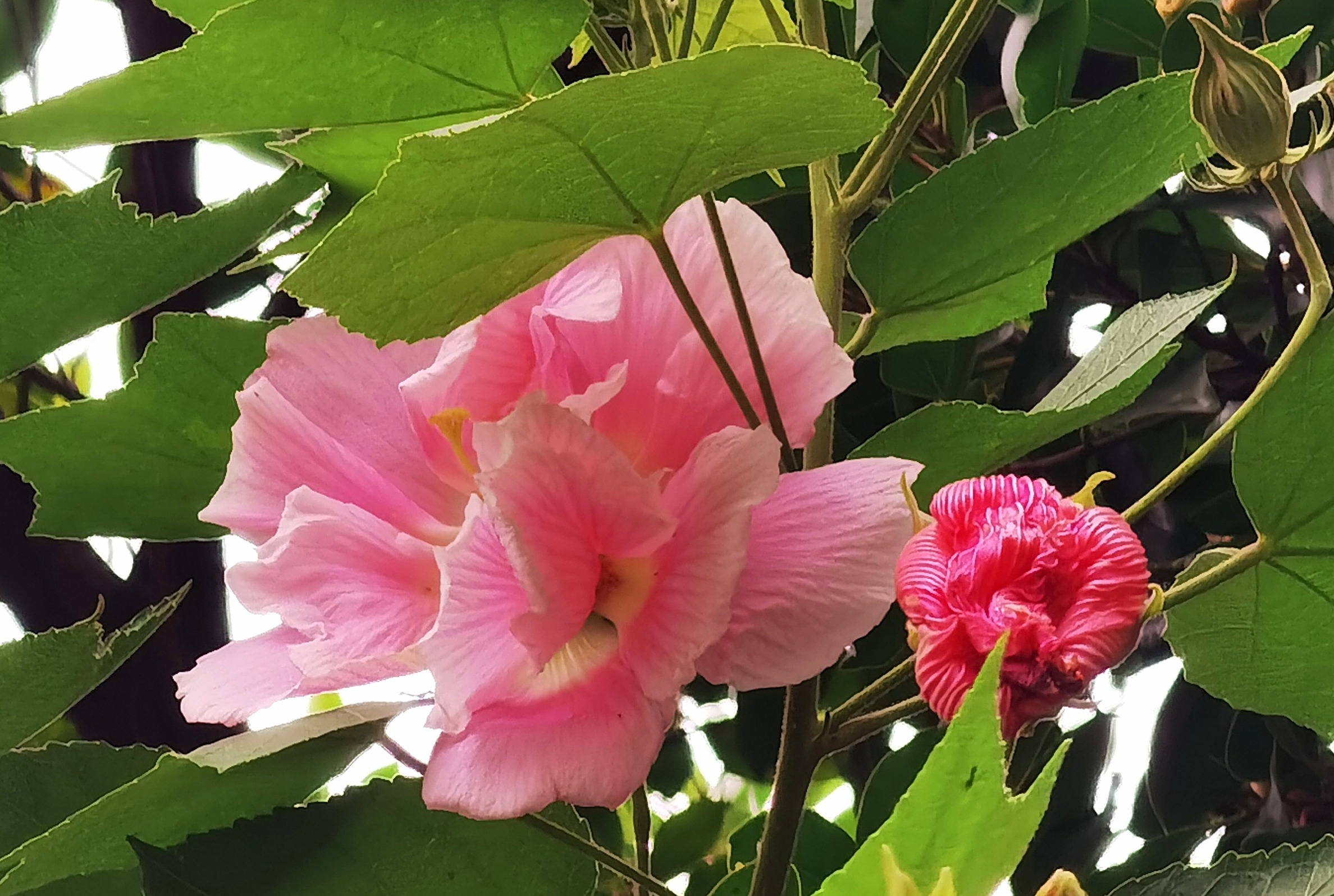 芙蓉花