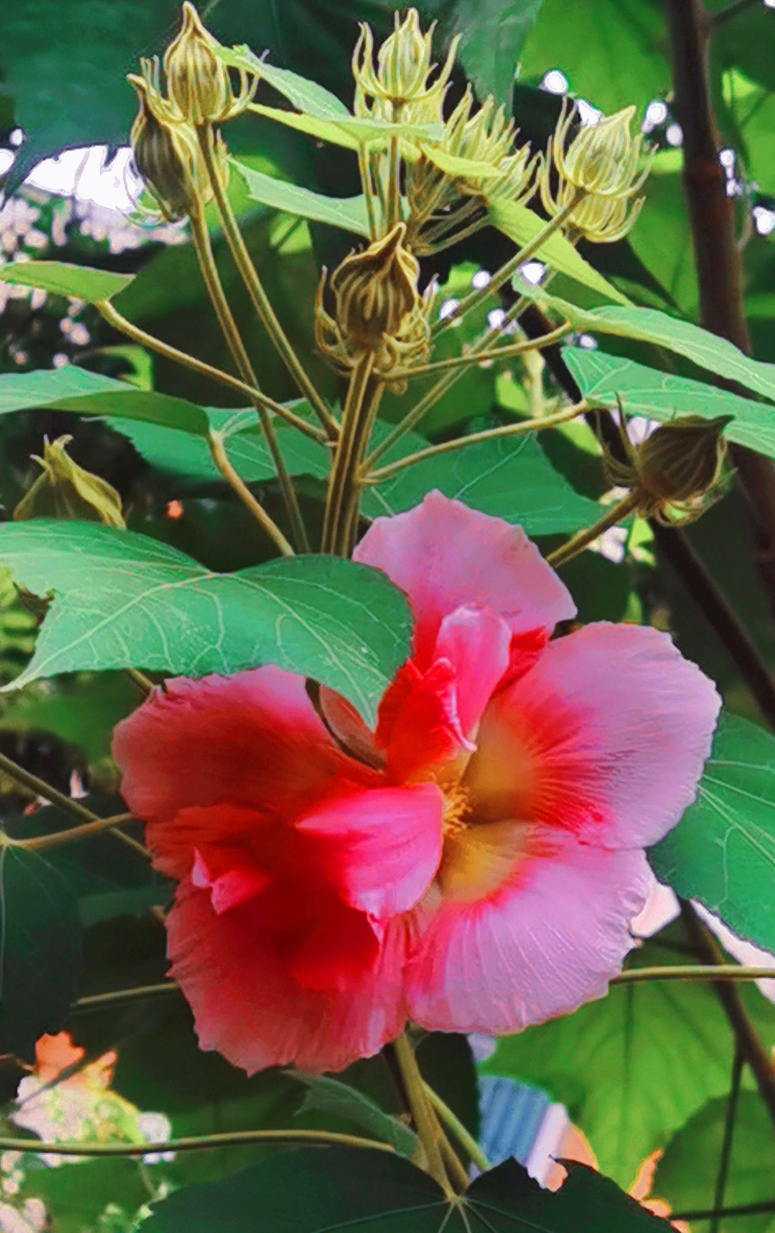 芙蓉花