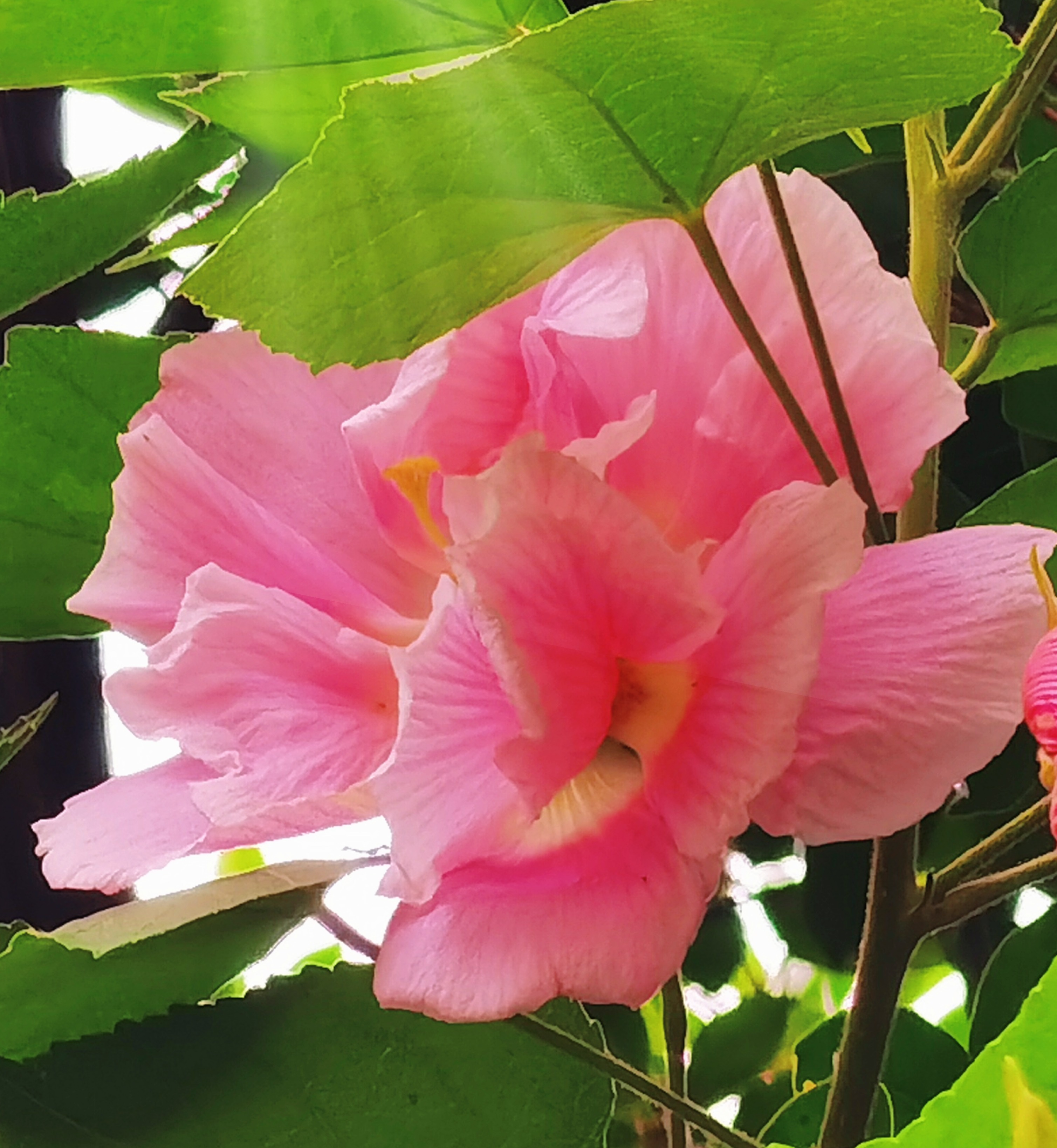 芙蓉花