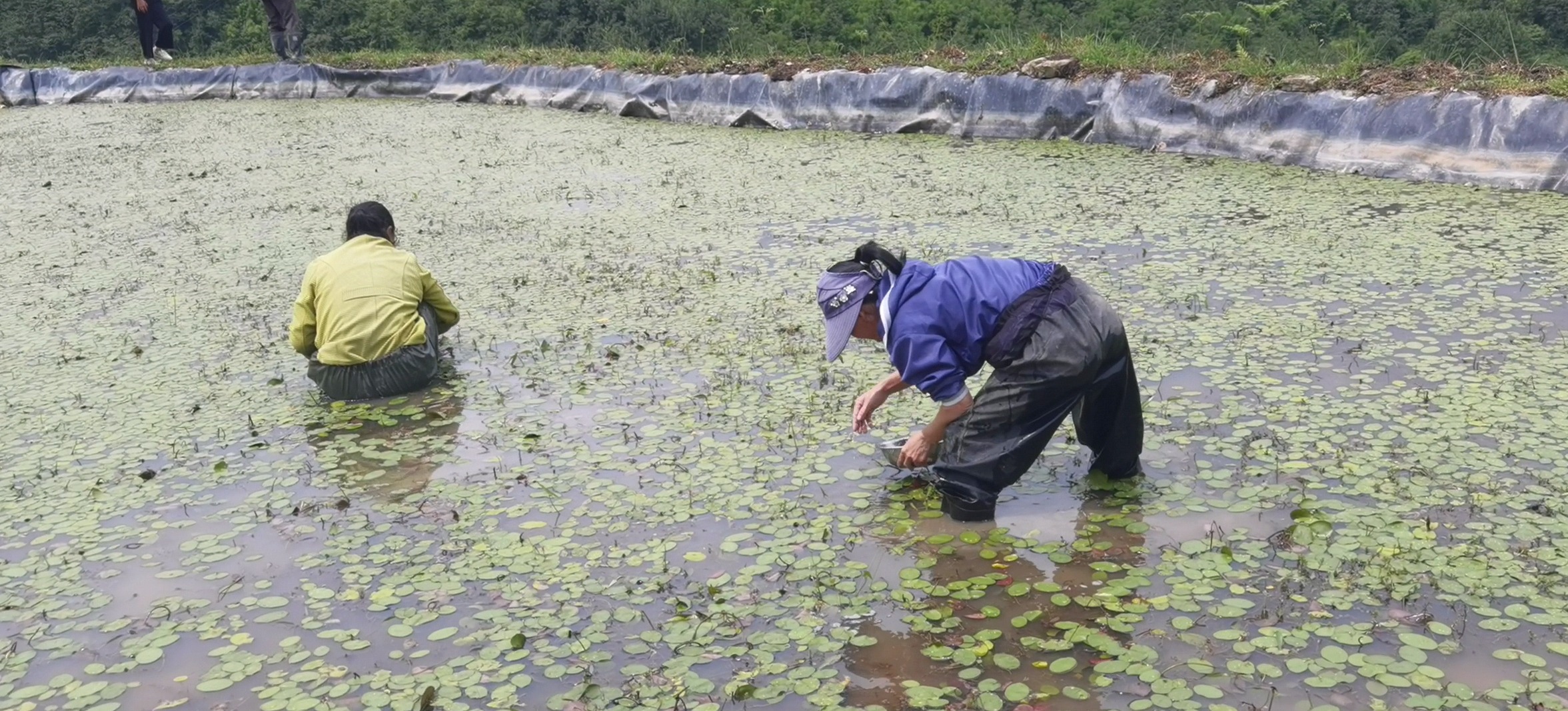 马湖36