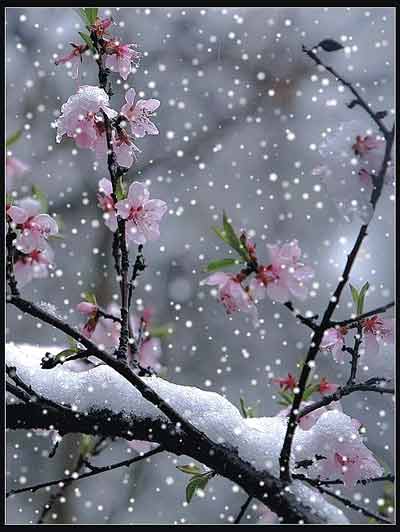 踏雪寻梅