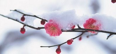 雪裹红梅