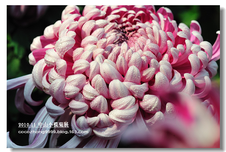 2010年小榄菊花会18