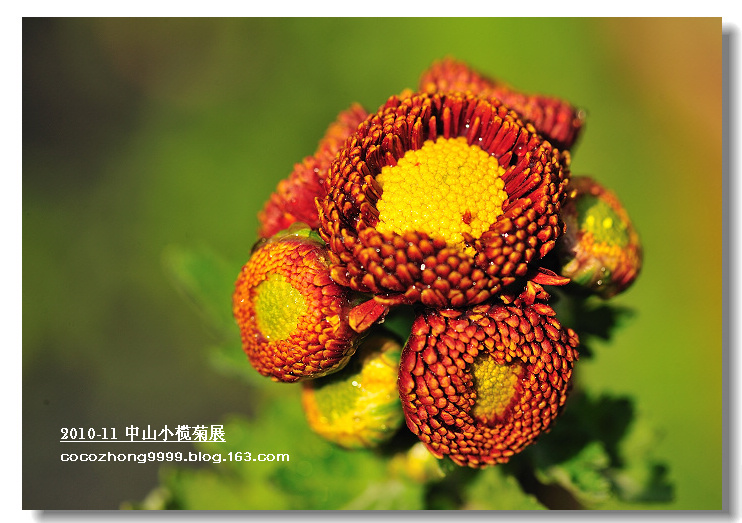 2010年小榄菊花会20
