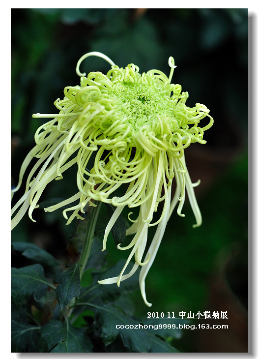 2010年小榄菊花会22