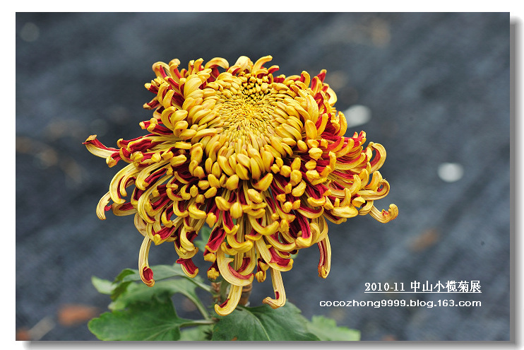 2010年小榄菊花会23