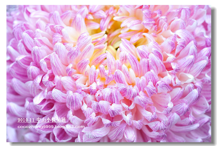 2010年小榄菊花会24
