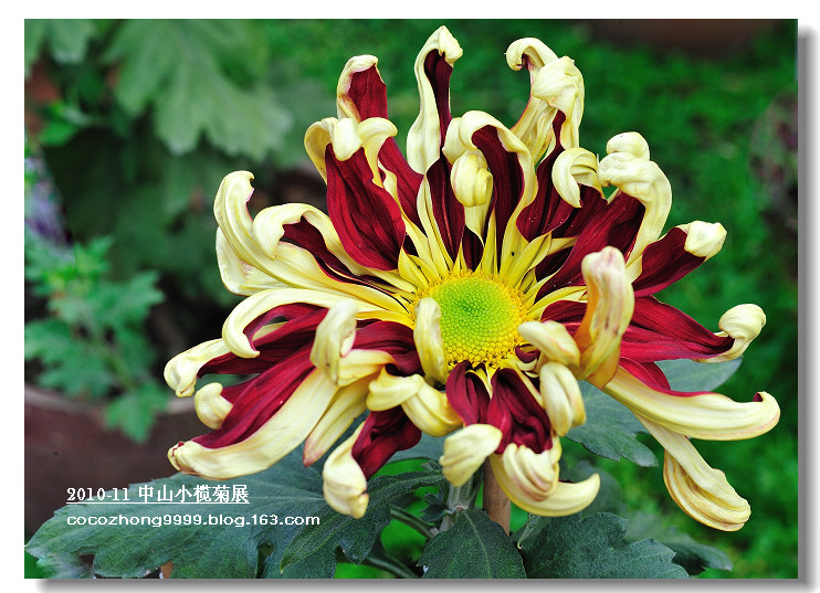2010年小榄菊花会25
