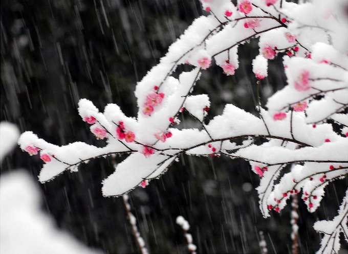红梅傲雪