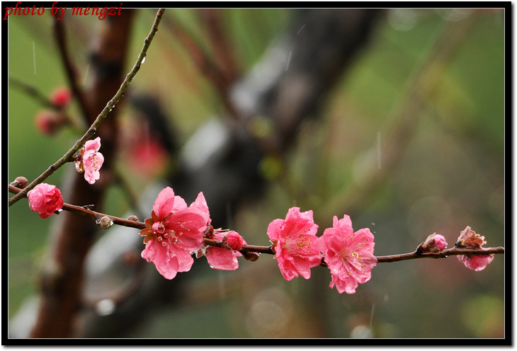 阳春花