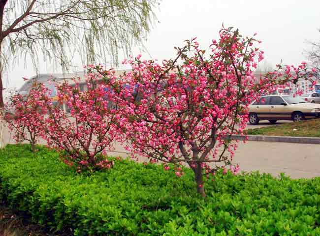 红花绿树
