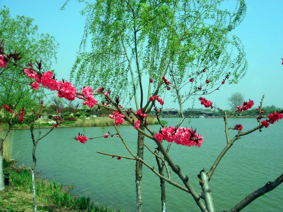 杨柳轻扬