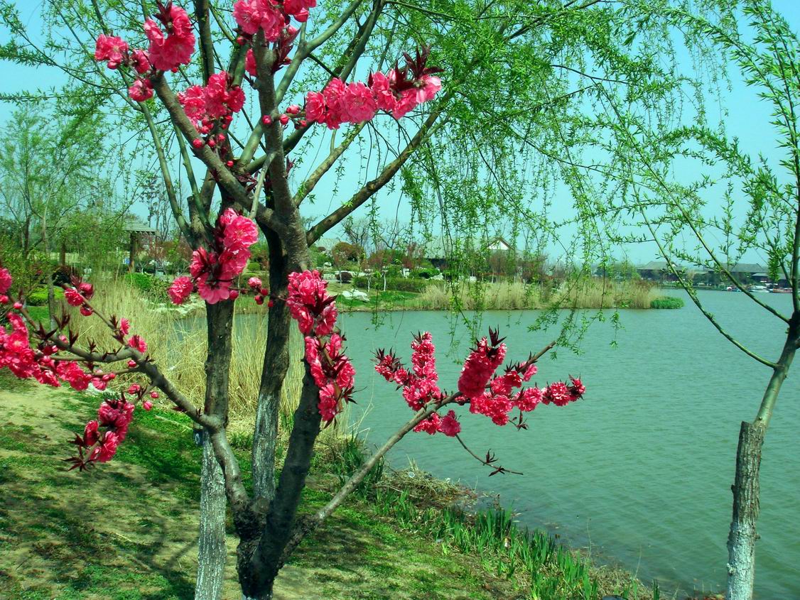 人面桃花2