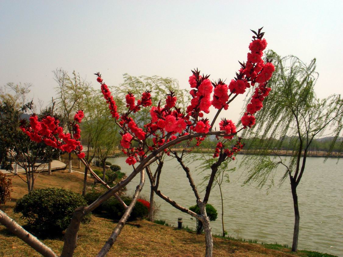 人面桃花5