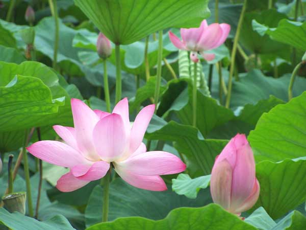 壁纸
