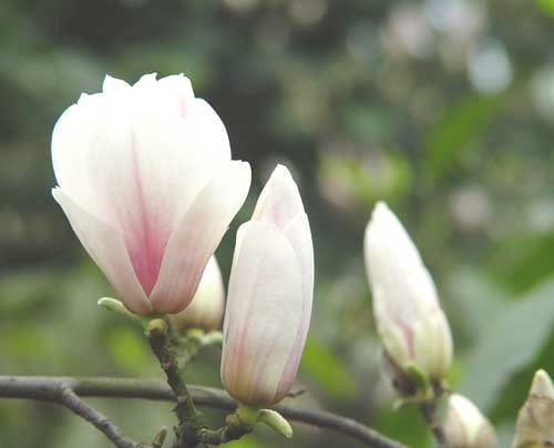 壁纸