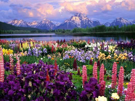 鲜花