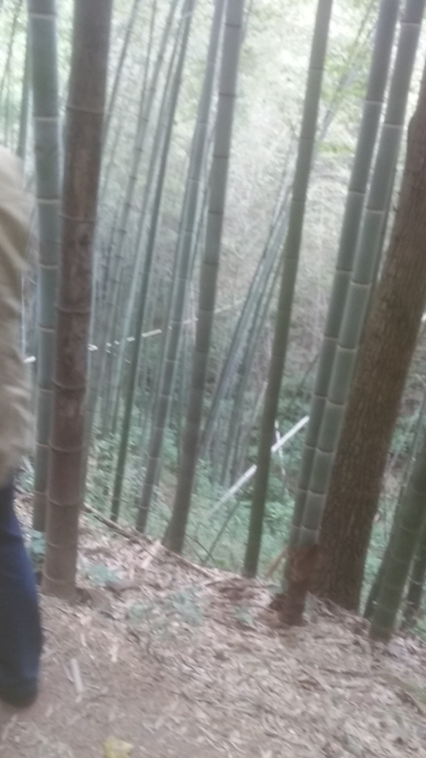 楠竹