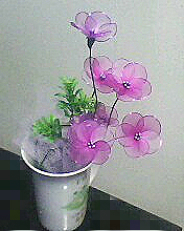 我的花园