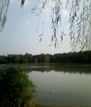 今日浣花溪
