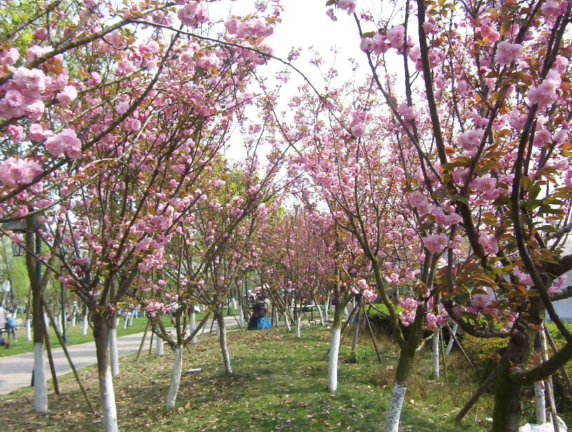 欣赏樱花