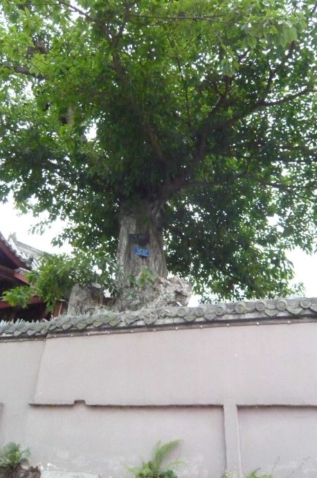 古榕