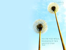 蒲公英11