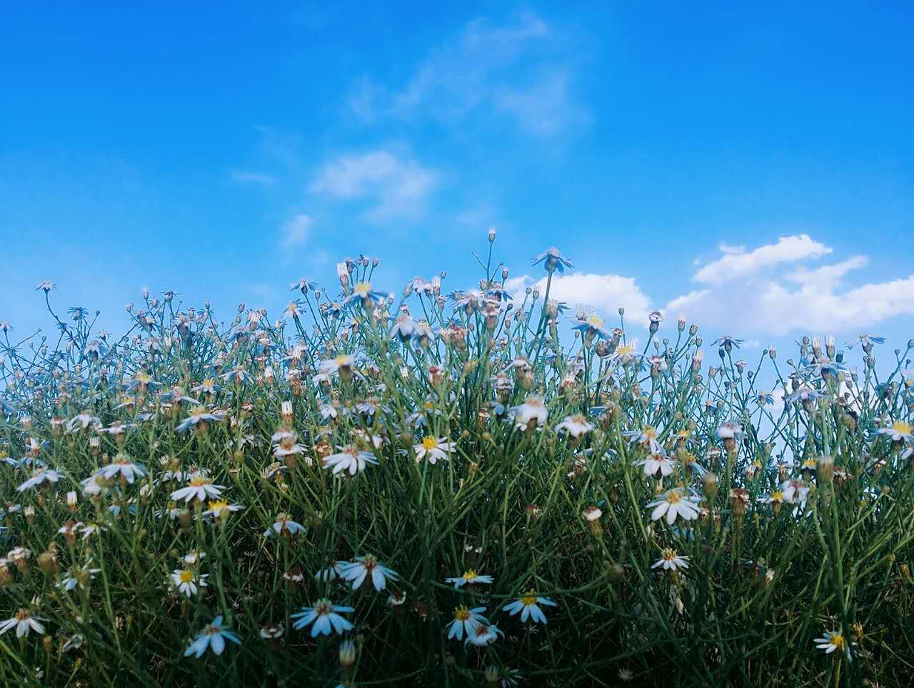 雏菊