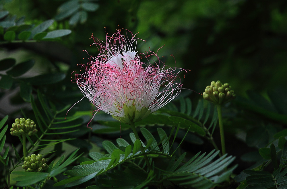 绒花