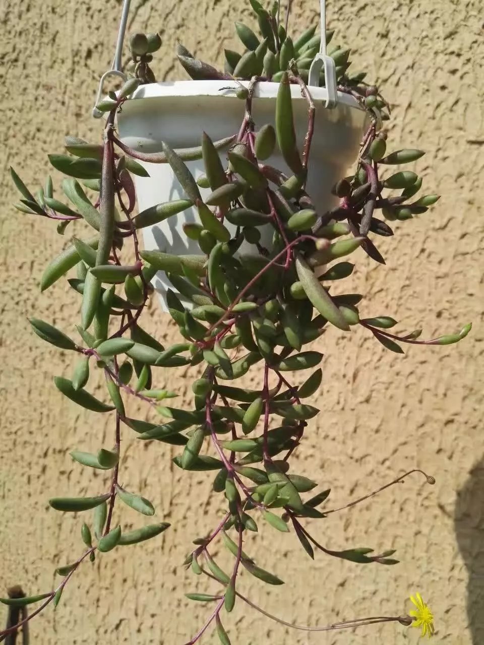紫弦月