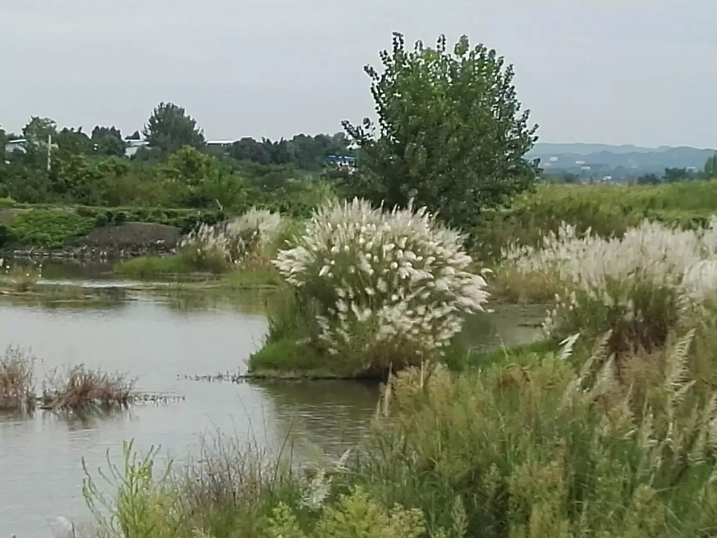 荻花