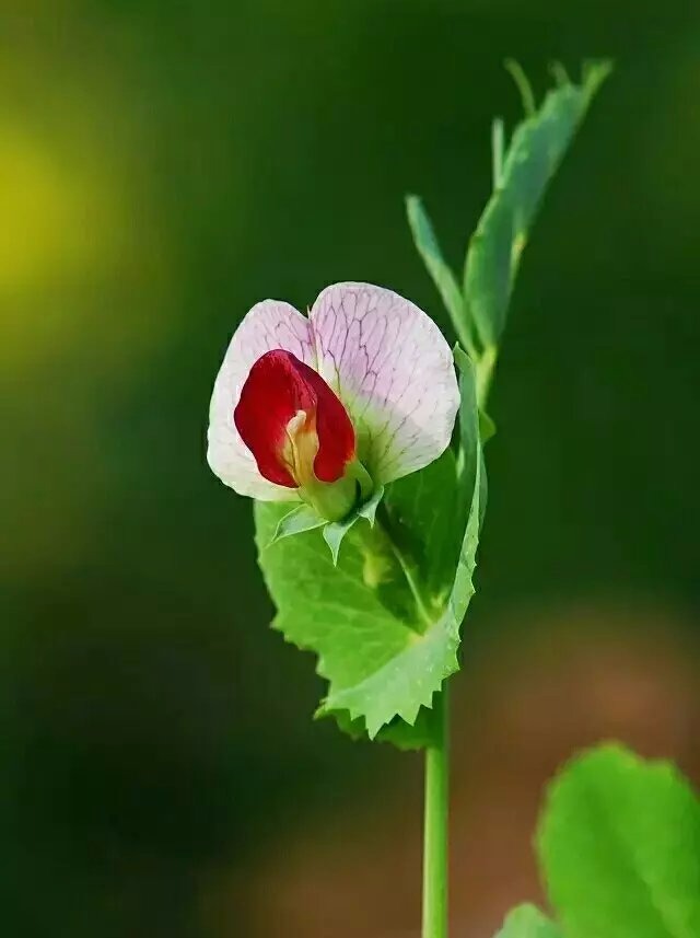 精美壁纸