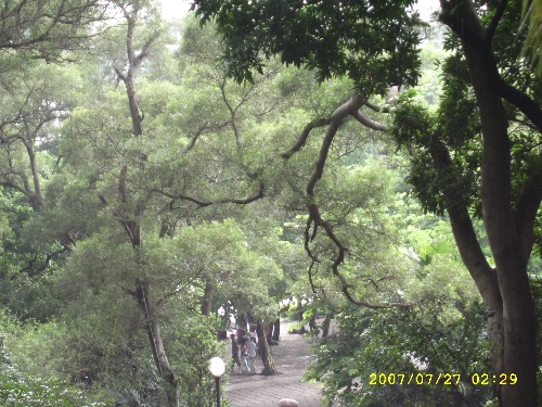 林荫道