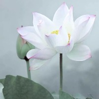 lishuting的个人文集