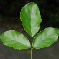 重阳木
