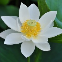 苑溪仙的个人文集