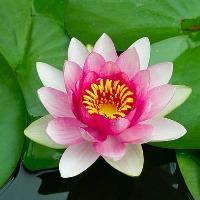 易梦文集